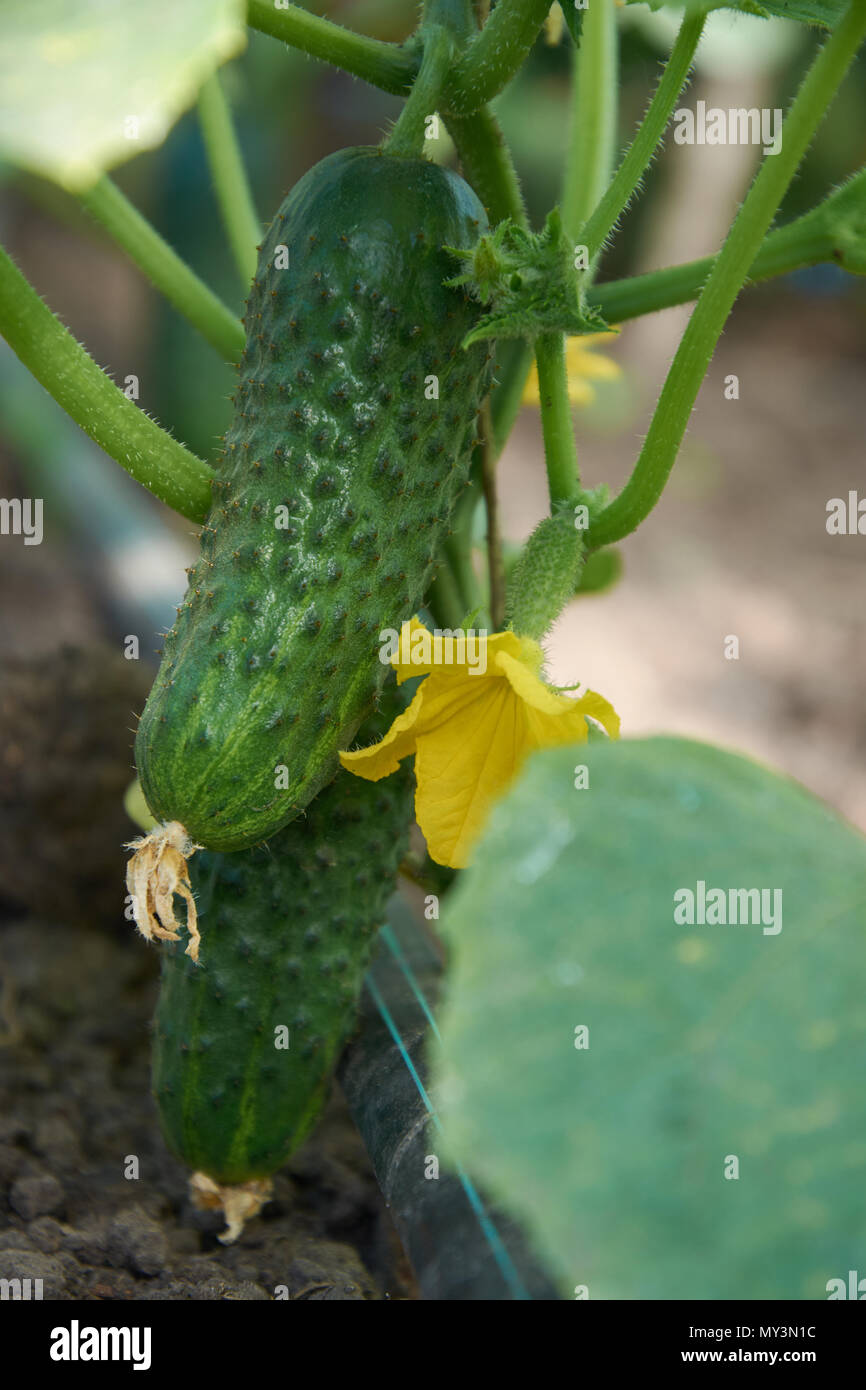 Più mature cetriolo crescere vicino al terreno Foto Stock