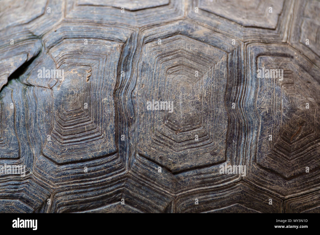 Abstract texture di sfondo sporco carapace di tartaruga. Foto Stock