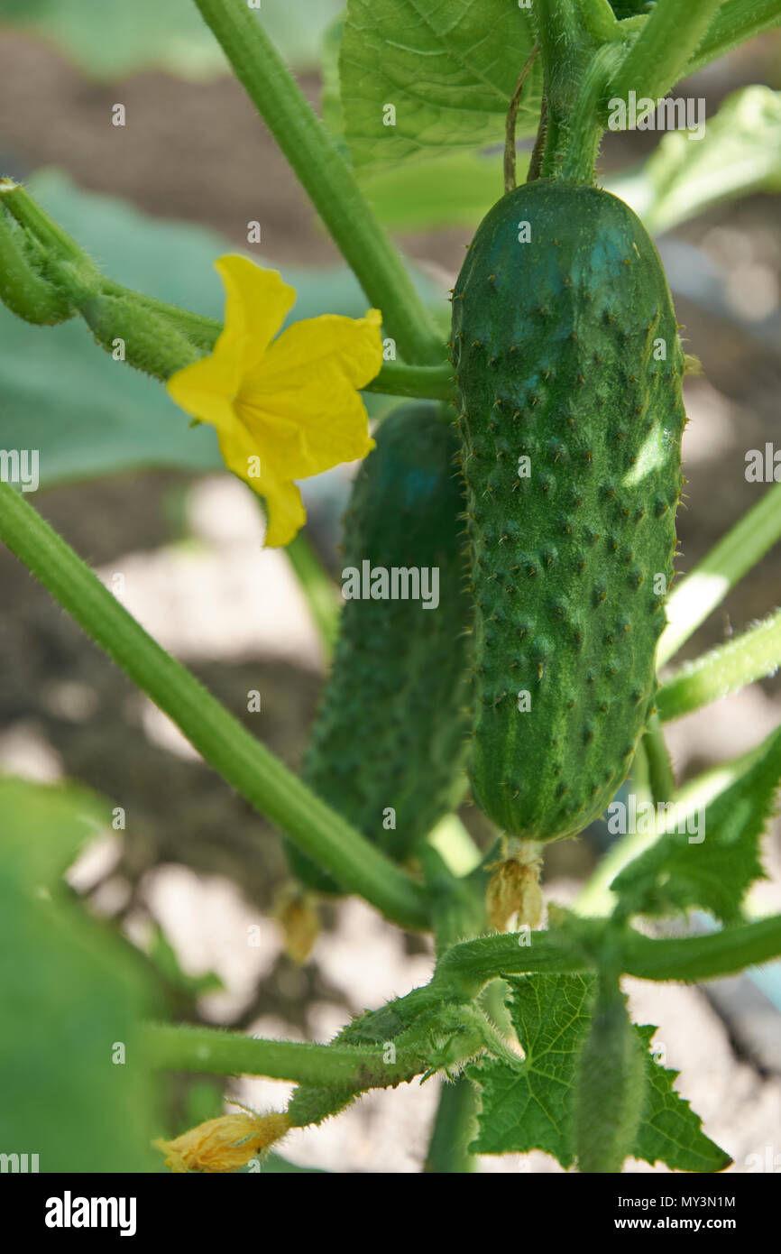 Due cetrioli maturi crescono vicino al terreno Foto Stock