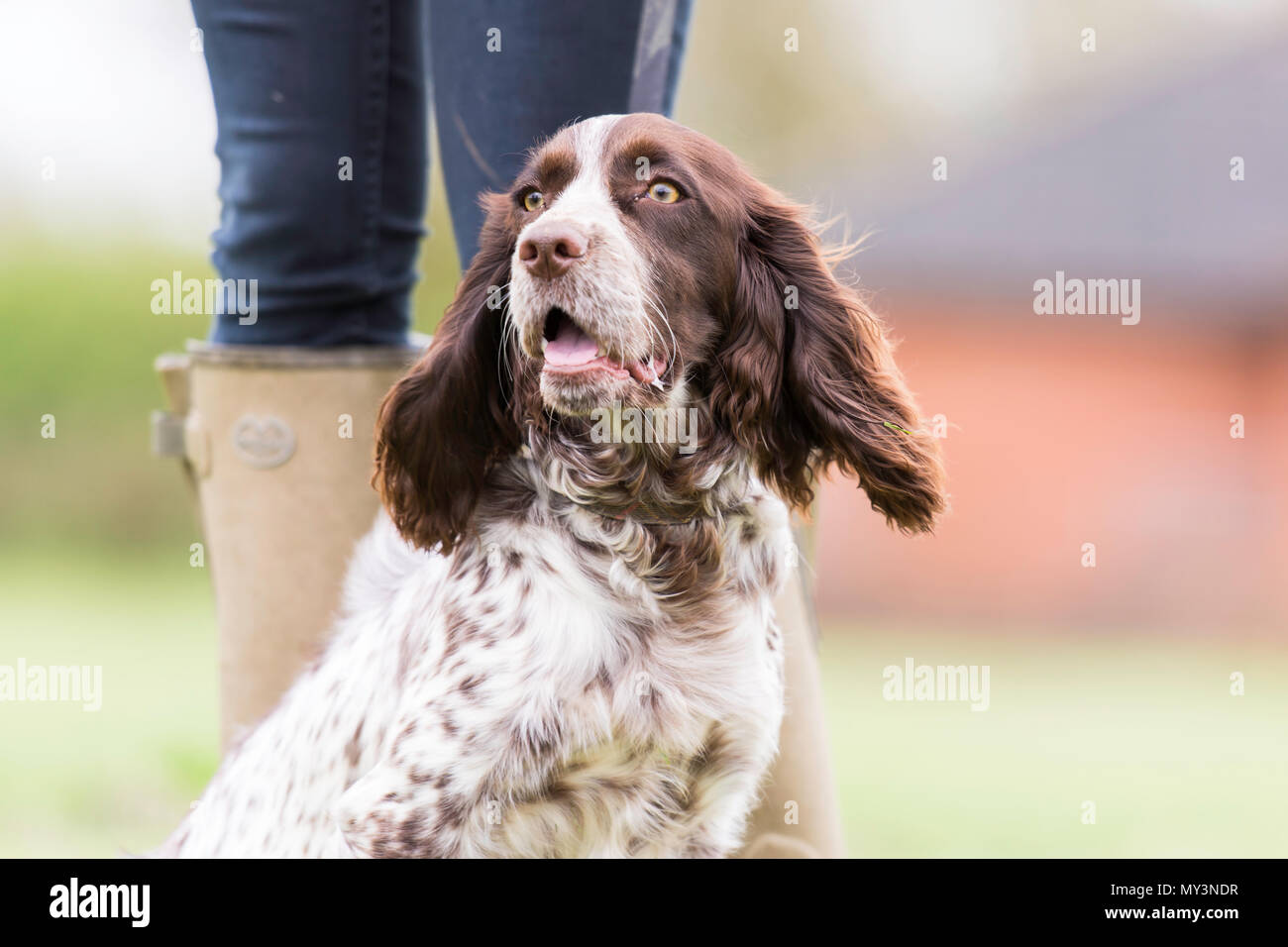 Fegato e white cocker spaniel Foto Stock