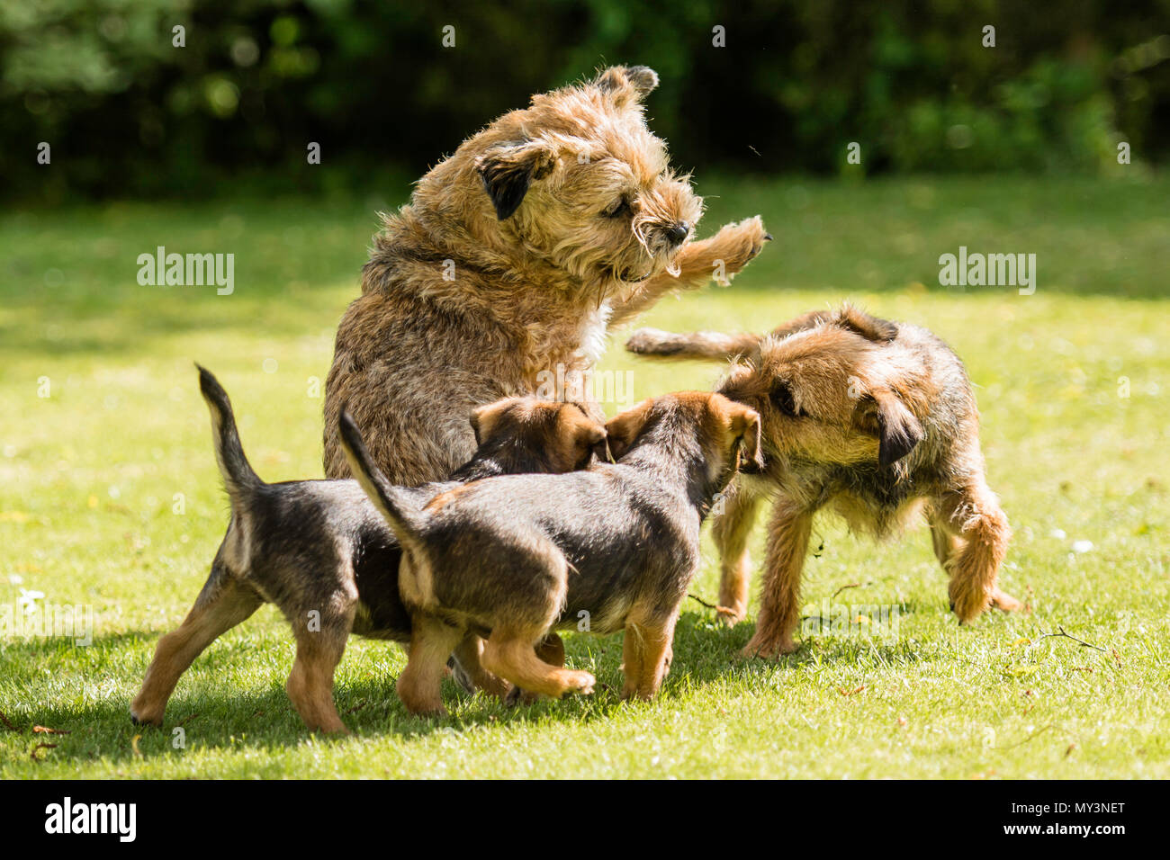 Una famiglia di border terrier Cani giocando Foto Stock
