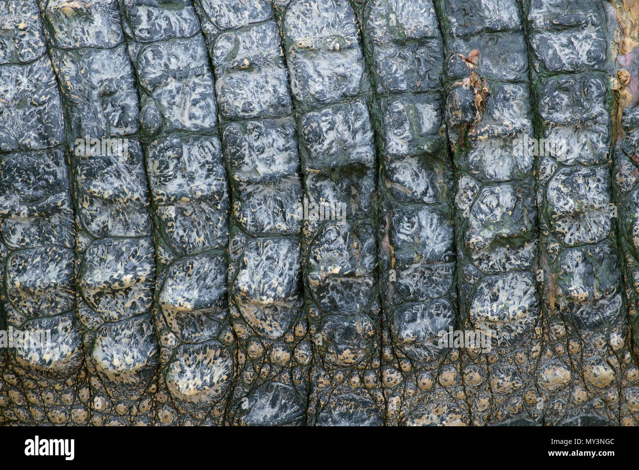 Abstract background texture della pelle di coccodrillo. Foto Stock