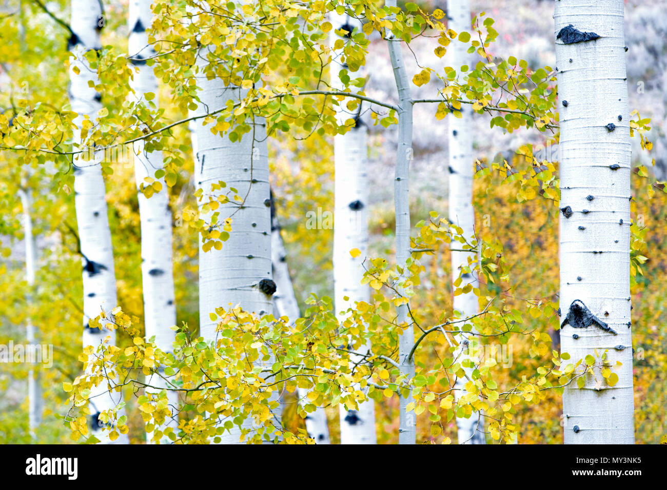 Aspens trunk e caduta foglie colorate. Il Parco Nazionale del Grand Teton, WY. Foto Stock