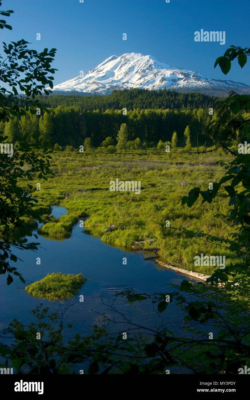 Mt Adams visualizza, Trota Lago Area Naturale preservare, trota lago, Washington Foto Stock