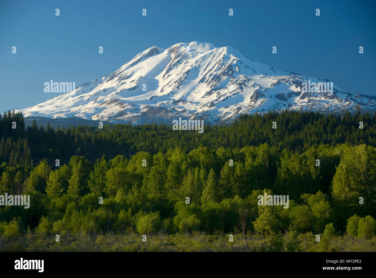 Mt Adams visualizza, Trota Lago Area Naturale preservare, trota lago, Washington Foto Stock
