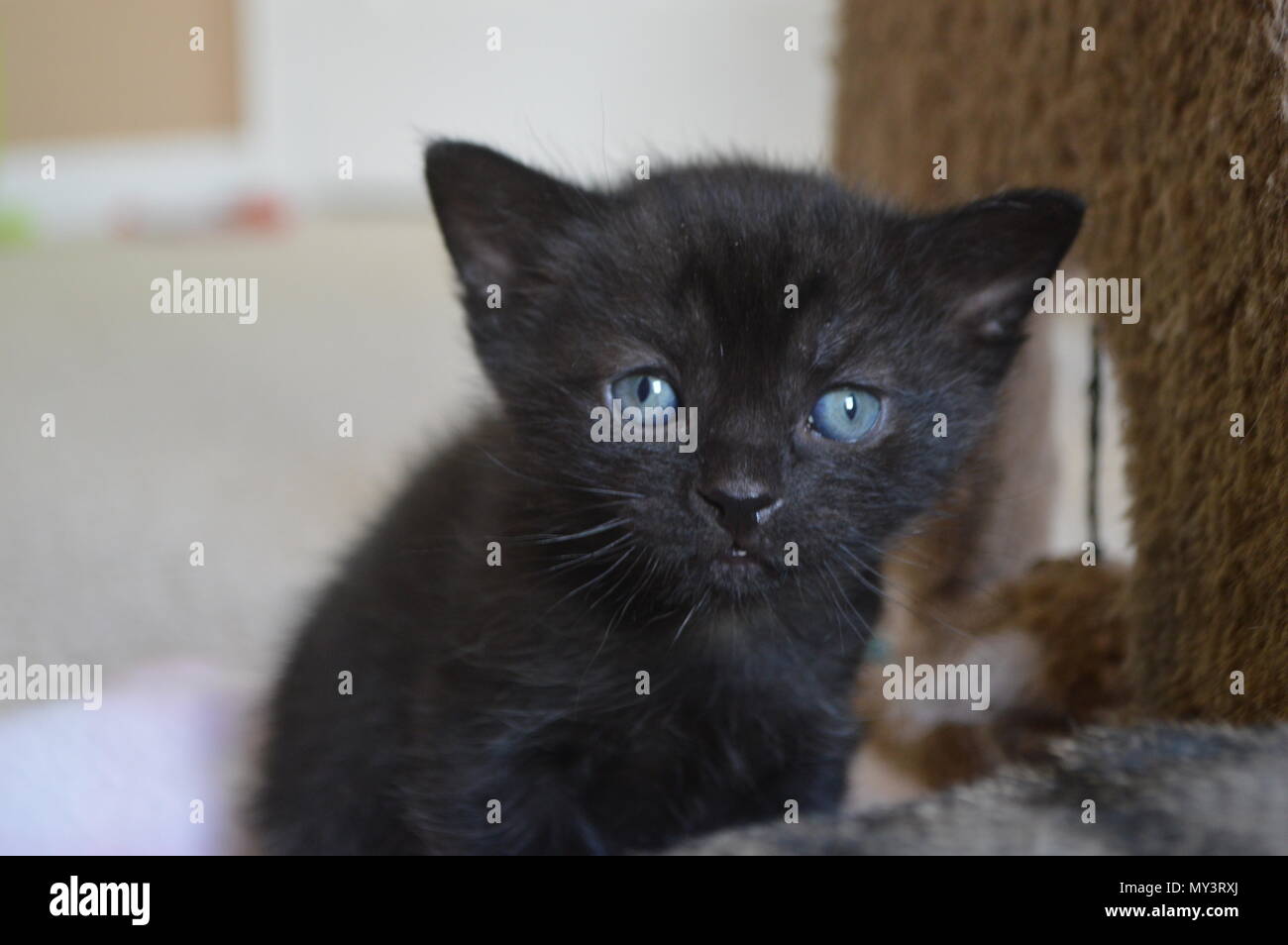 5 settimane vecchio cucciolo nero Foto Stock