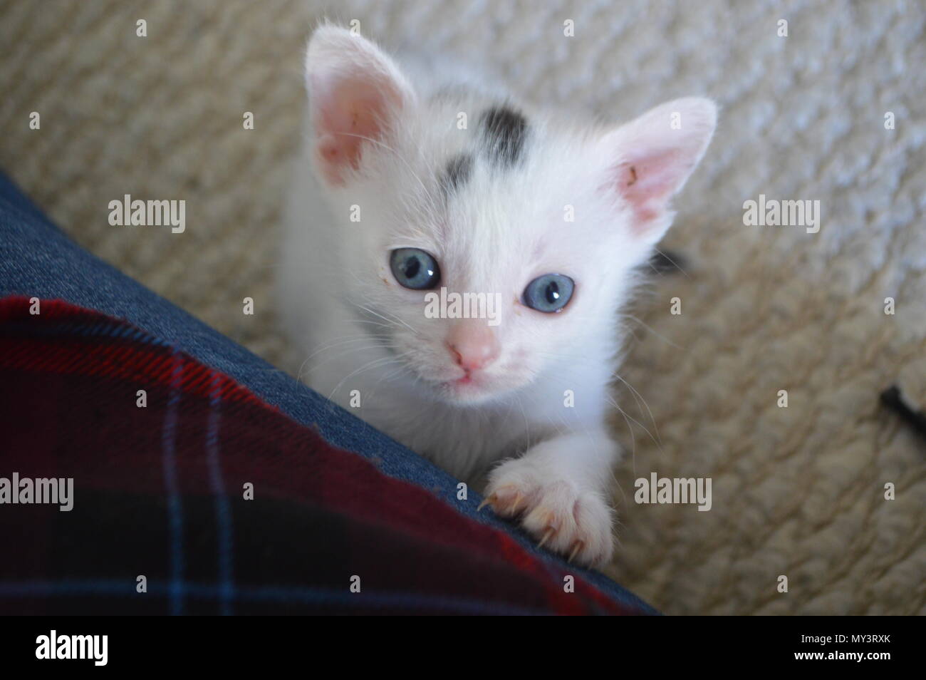 5 settimane vecchio cucciolo bianco guardando nella telecamera Foto Stock