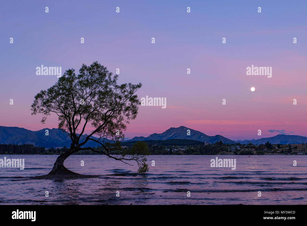 Wanaka albero nel Lago Wanaka al tramonto del tempo con la luna piena e cielo colorati, Isola del Sud, Nuova Zelanda Foto Stock