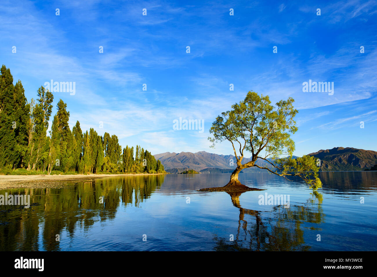 Wanaka albero nel Lago Wanaka con la riflessione sull'acqua a sunrise , tempo di South Island, in Nuova Zelanda Foto Stock
