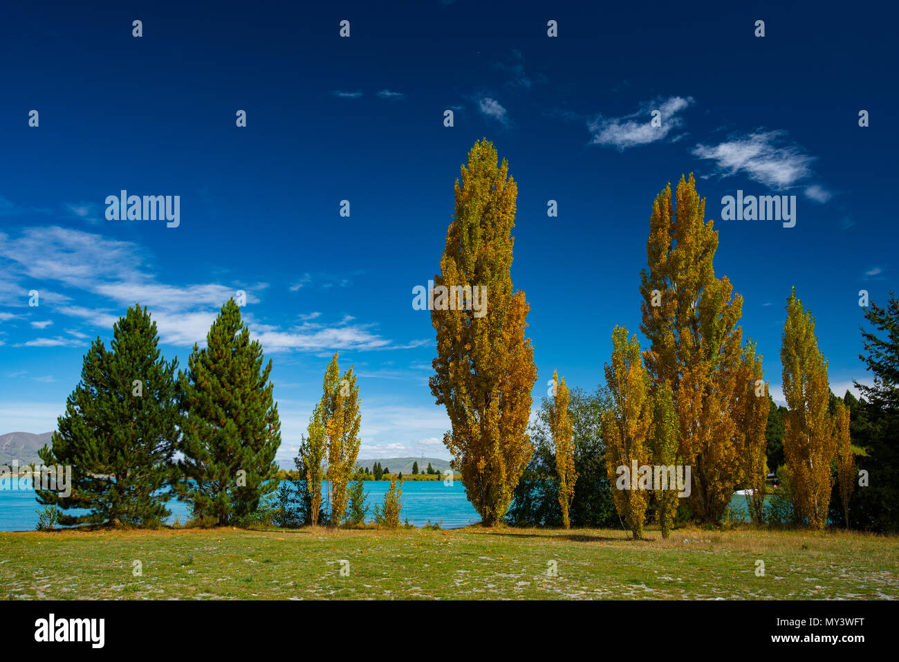 Vista sugli alberi intorno al lago in autunno, Isola del Sud, Nuova Zelanda Foto Stock