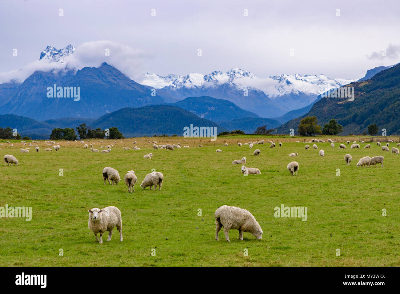 Pecore in fattoria con neve montagne, Isola del Sud, Nuova Zelanda Foto Stock