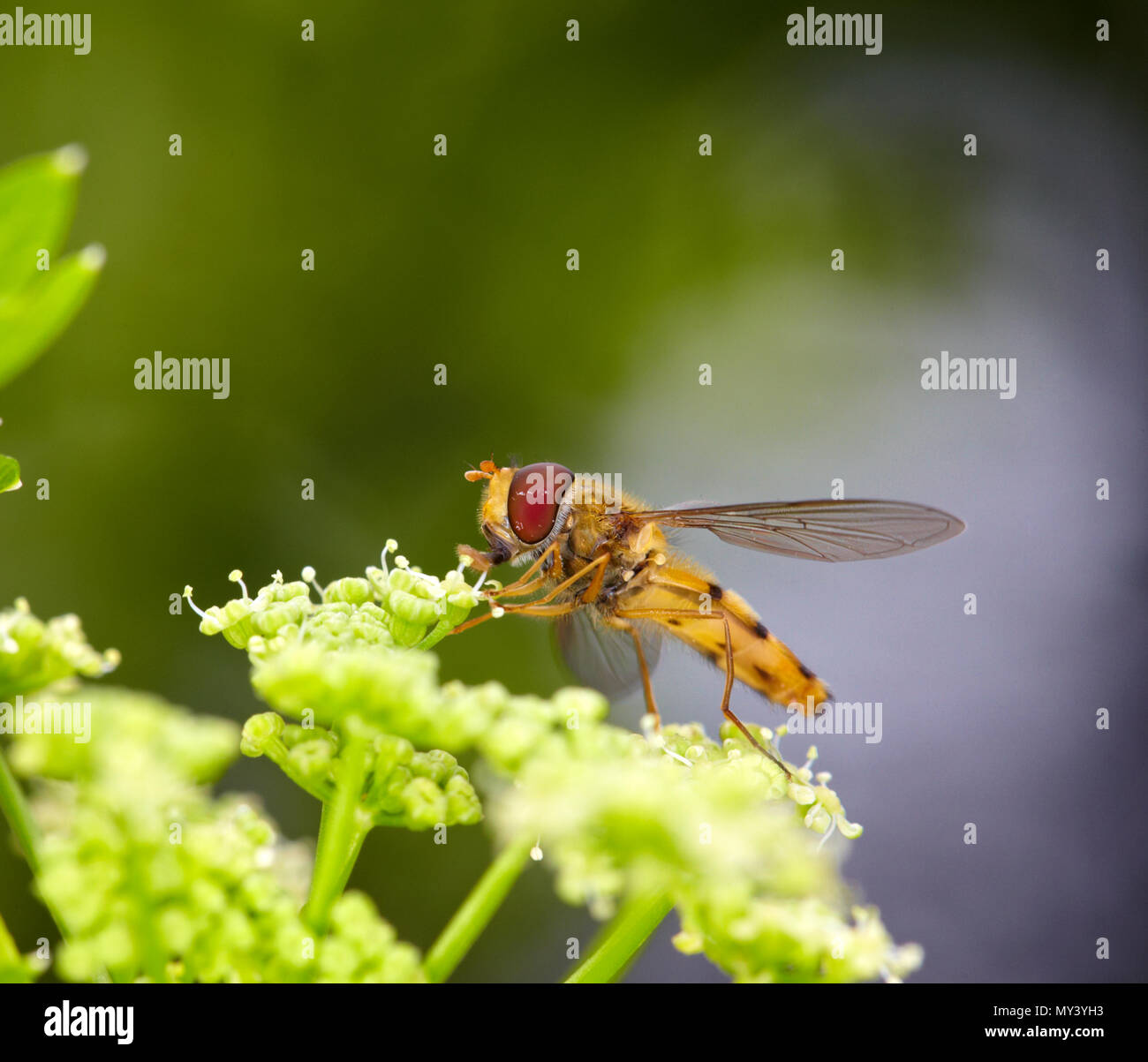 Piccolo volare sui fiori Foto Stock