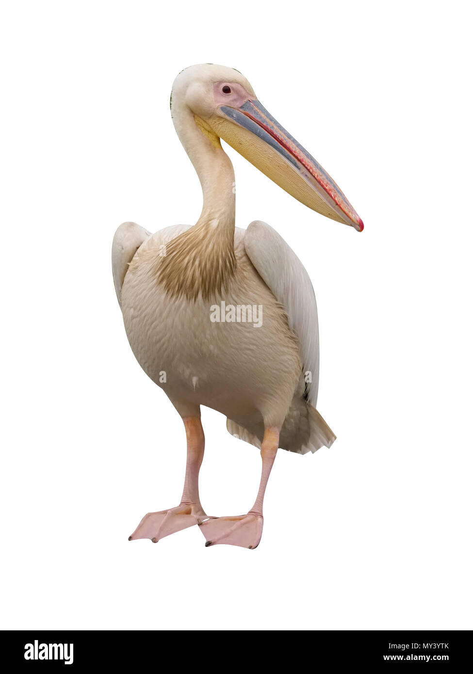 Grande bianco-pelican, Pelecanus onocrotalus, singolo uccello sul log, Romania, Luglio 2017 Foto Stock