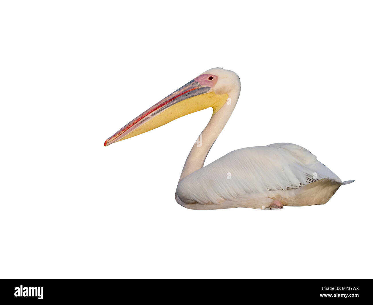 Grande bianco-pelican, Pelecanus onocrotalus, singolo uccello sull'acqua, Romania, Luglio 2017 Foto Stock