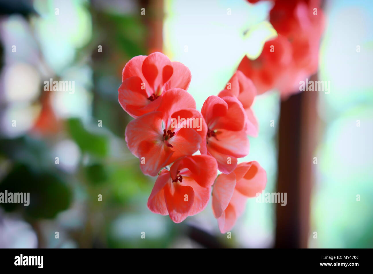 Fiori rosa Foto Stock