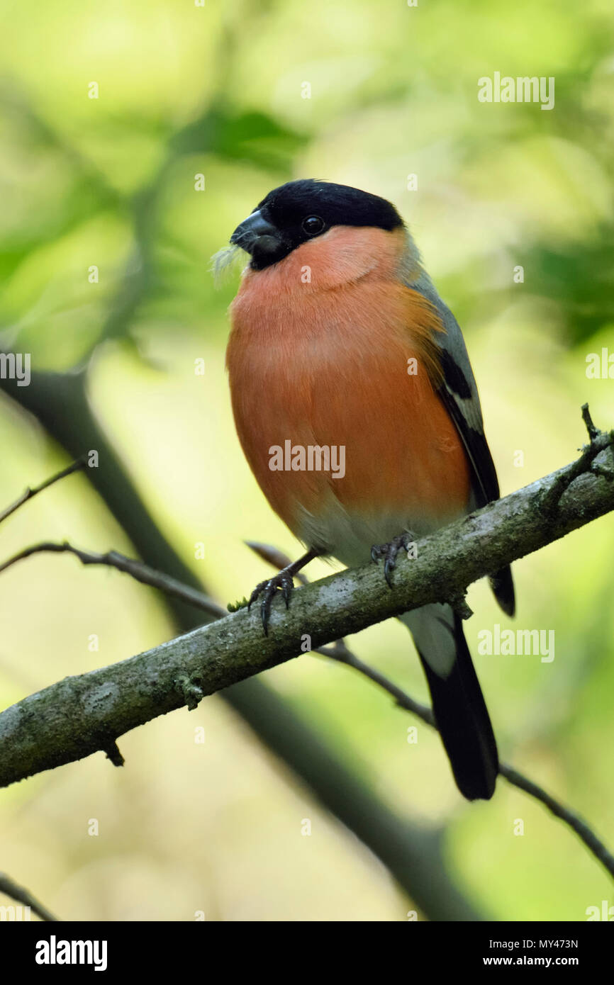 Ciuffolotto ( Pyrrhula pyrrhula ), maschio in abito di allevamento, appollaiato su un ramo in alcuni cespugli, ambiente naturale, fauna selvatica, l'Europa. Foto Stock