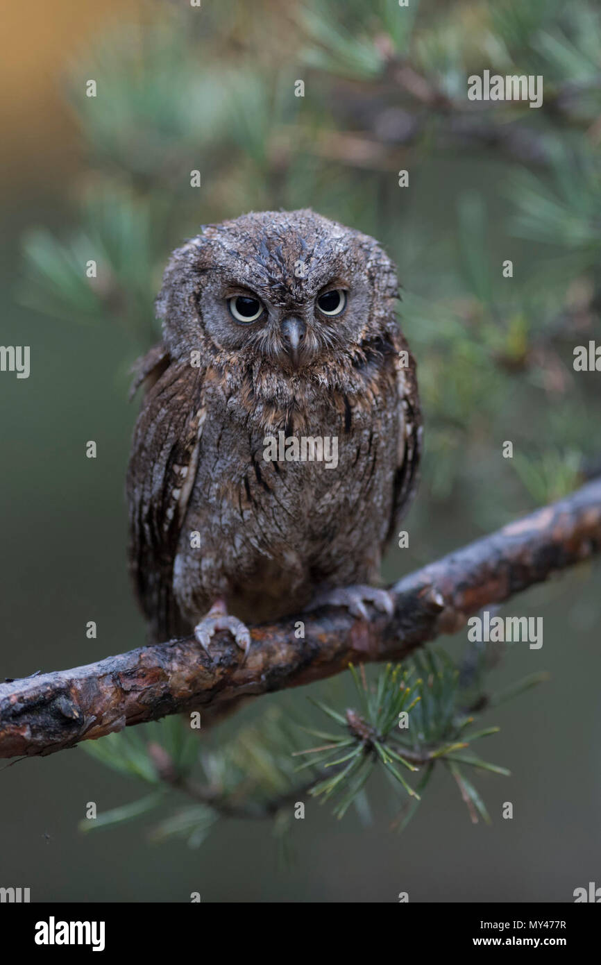 Assiolo / Zwergohreule ( Otus scops ), appollaiato su un ramo di un albero di pino, guarda scontente, buffo buffo uccellino, l'Europa. Foto Stock