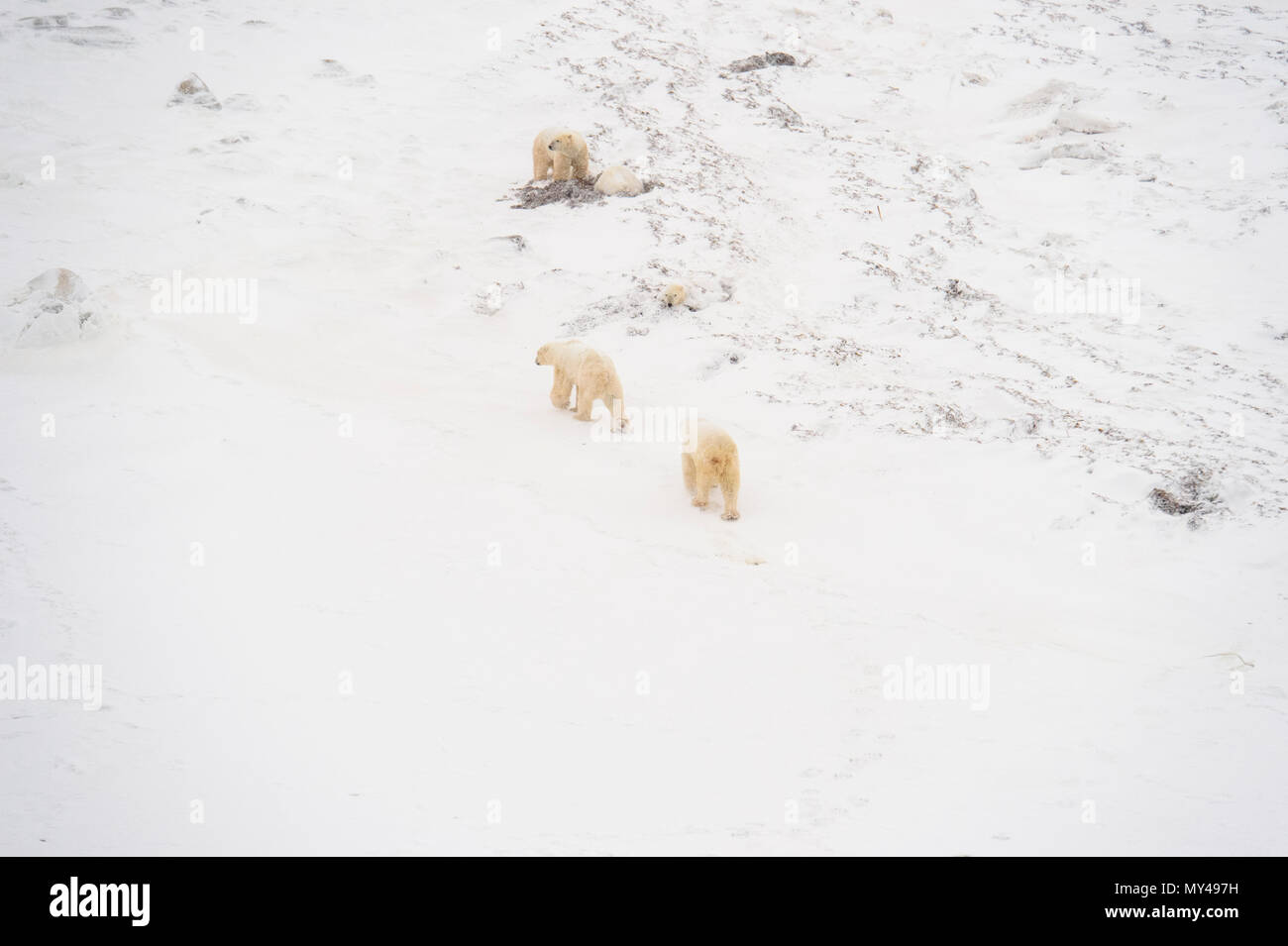 Baia di Hudson costa al congelamento dell'aria- orso polare, Wapusk National Park, Cape Churchill, Manitoba, Canada Foto Stock