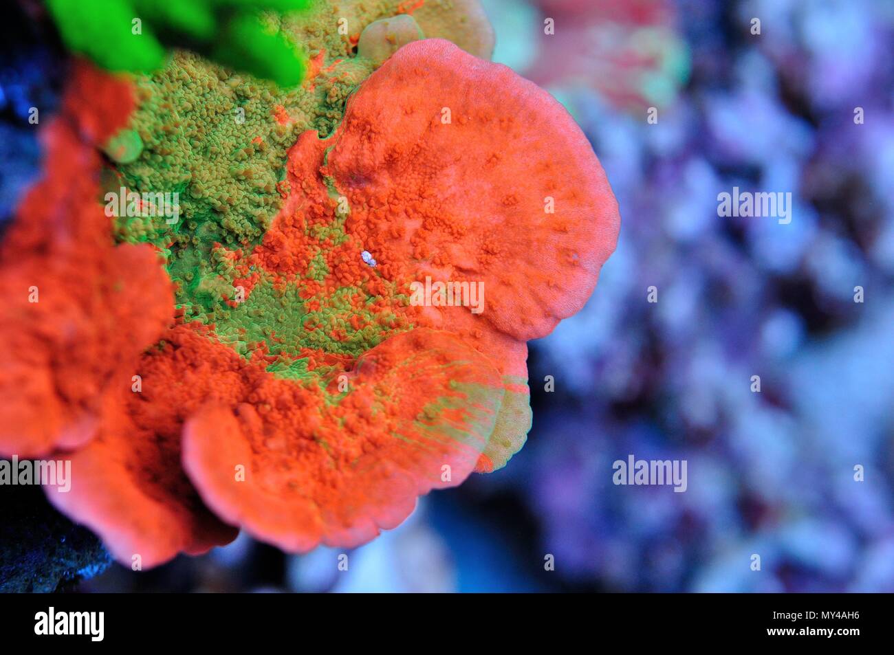 Rainbow montipora coralli di placcatura closeup Foto Stock