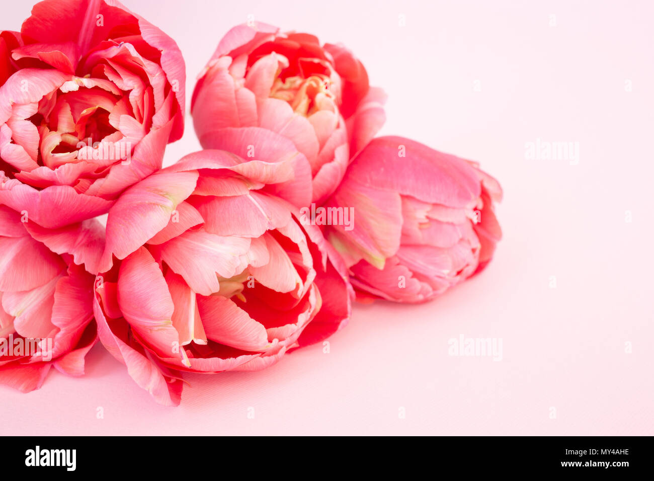 Bouquet di tulipani rosa su sfondo rosa. Messaggio di saluto festivo card, vicino. Foto Stock
