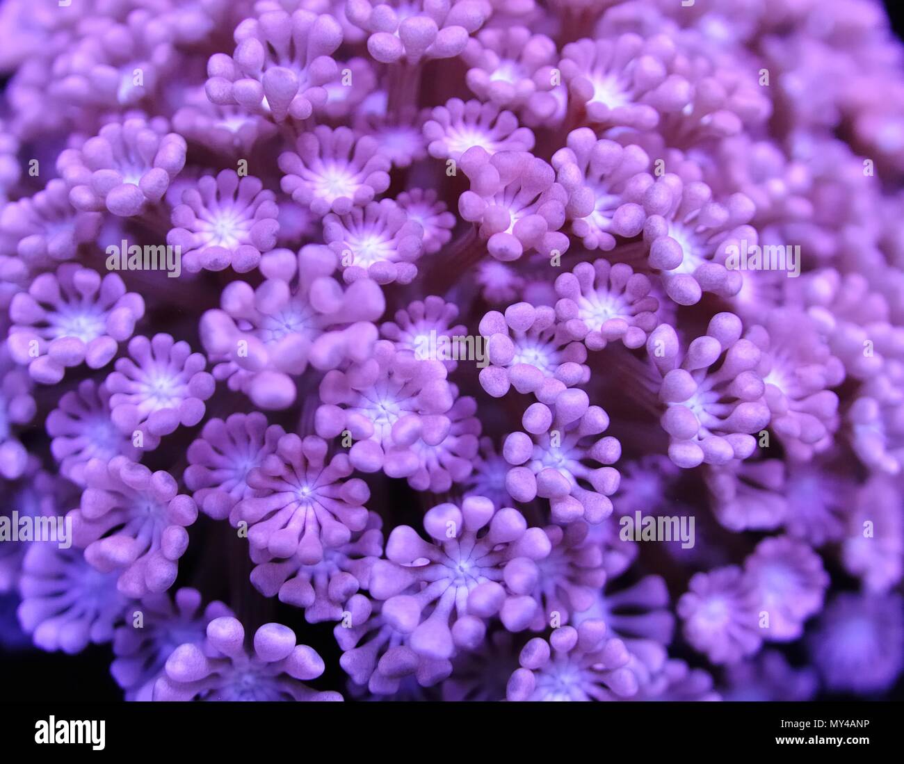 Fiore colore rosa corallo pot closeup Foto Stock
