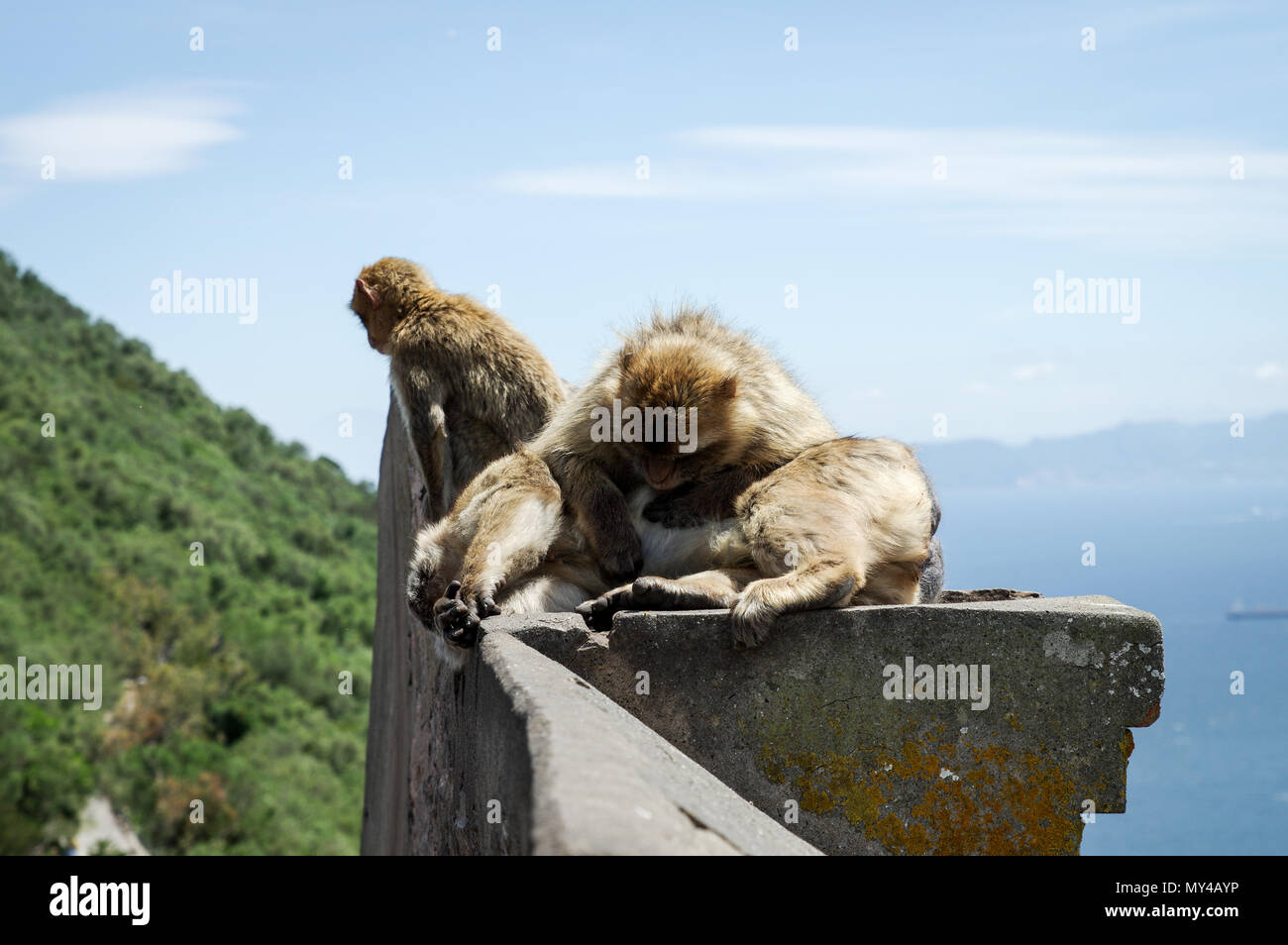 Famose scimmie barbareschi seduto sulla cima di un tutti sulla Rocca di Gibilterra Foto Stock