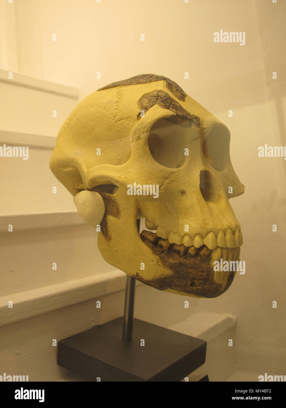 56 Australopithecus afarensisIMG 2929 Foto Stock