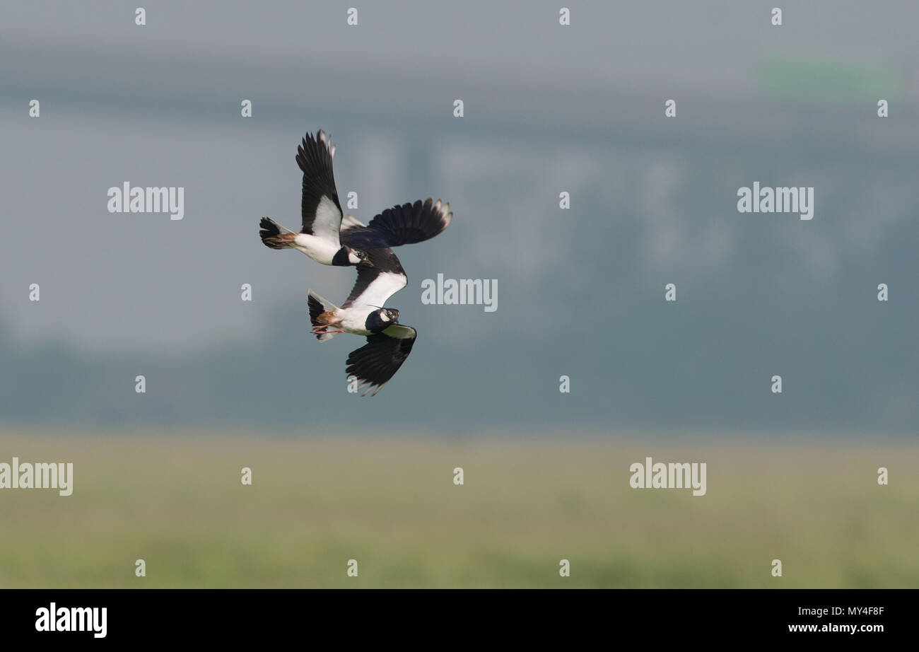 Lapwings-Vanellus vanellus display a metà in aria. Regno Unito Foto Stock