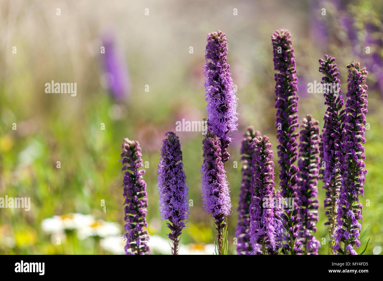 Liatris spicata, Dense blazing star, Gay giù Foto Stock