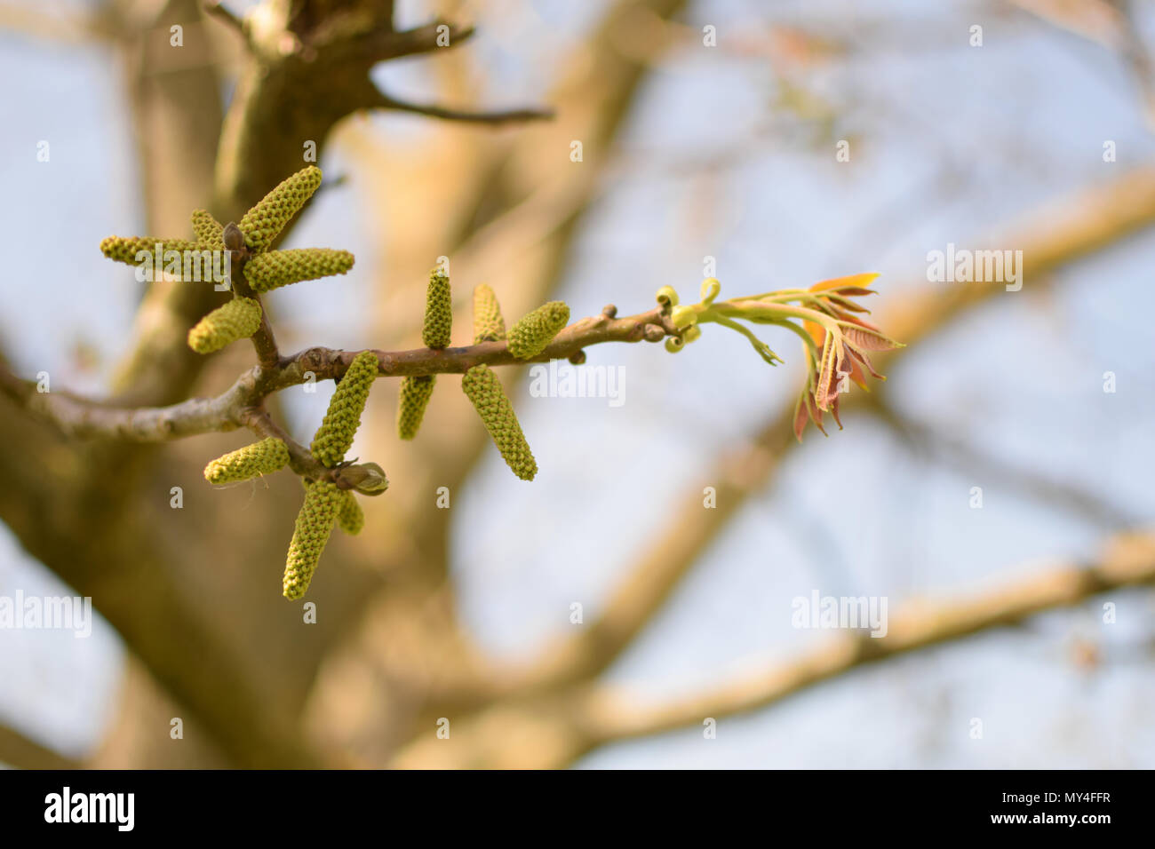 Fioritura di noci sul ramo di albero in primavera Foto Stock