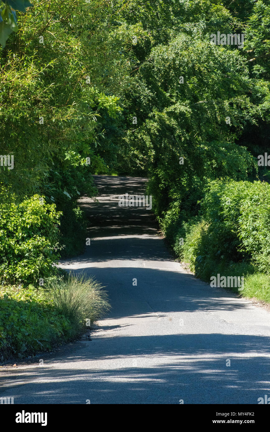 Un paese lane o road nel cuore dell'estate con alberi verdi su entrambi i lati e shaddows attraversata la strada. paese di lingua inglese viottoli e sentieri in estate. Foto Stock