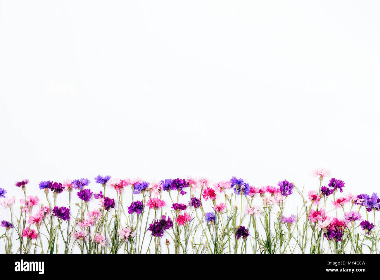 Floral bordo inferiore telaio realizzato in rosa, viola e lilla cornflowers con steli verdi. Disposizione piatta con copia spazio. Foto Stock