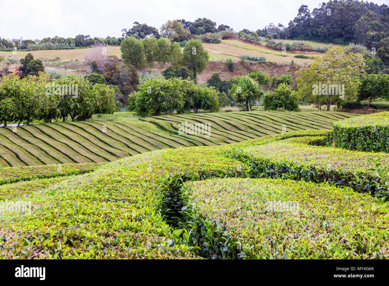 Le piantagioni di tè di Porto Formoso sull isola Sao Miguel, Azzorre, Portogallo. Azzorre è a casa per il solo tale piantagione in Europa. Un paesaggio fantastico di na Foto Stock