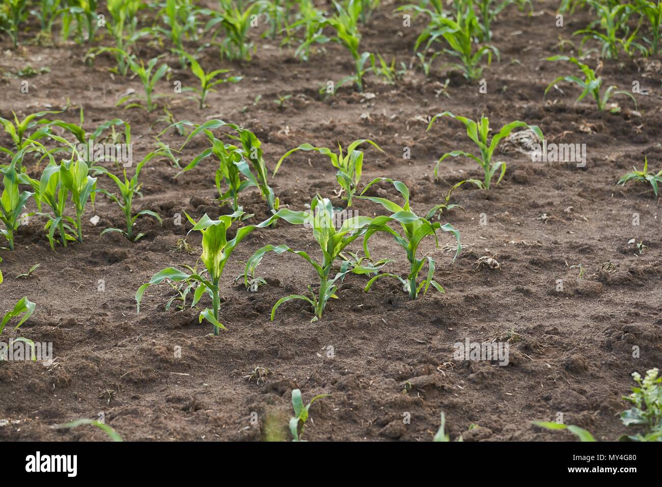 Campo agricolo con piante Foto Stock