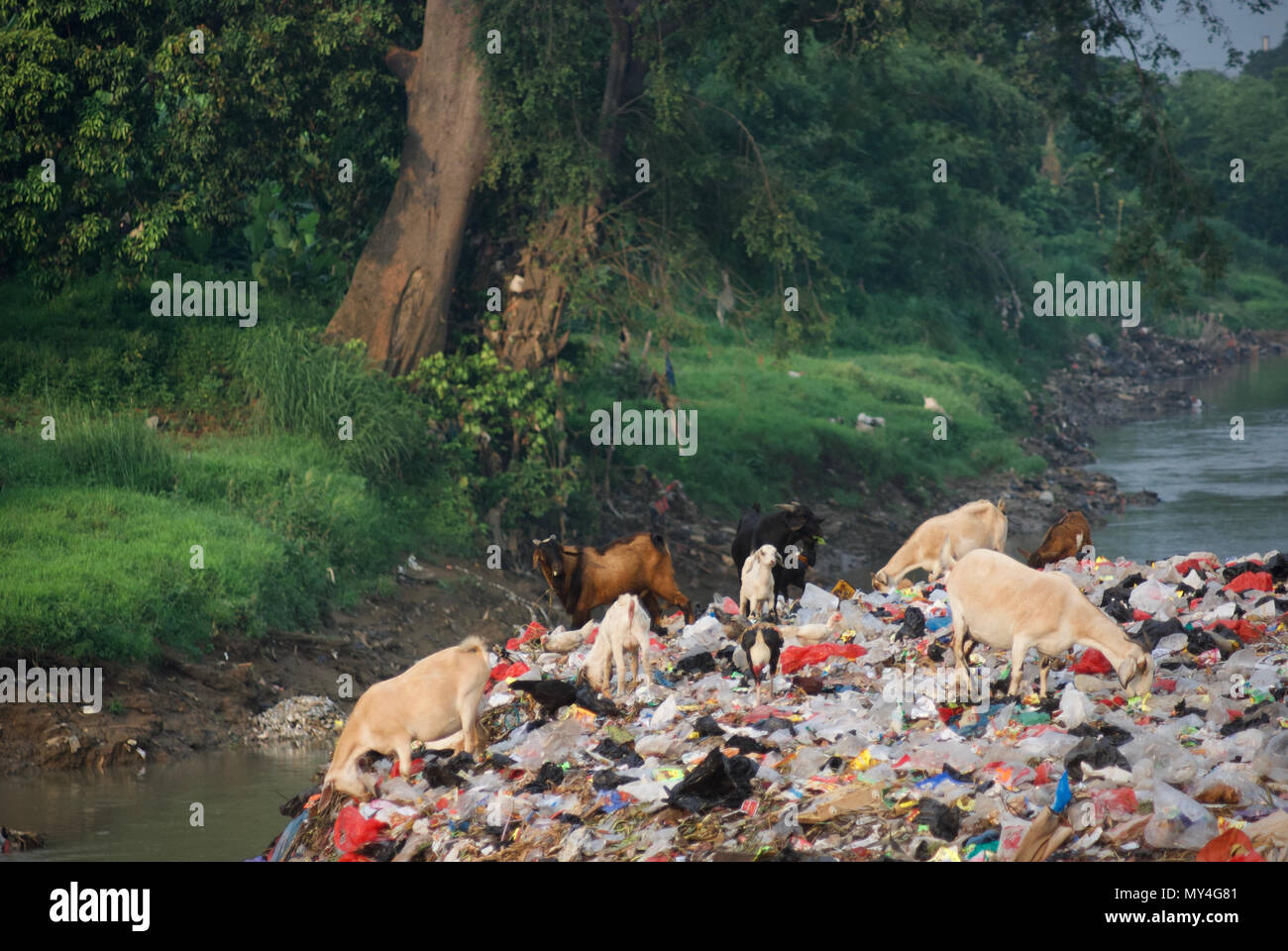 Caprini domestici alimentazione tra plastica dei rifiuti in una discarica comunitaria in Bekasi, West Java, Indonesia. Foto Stock