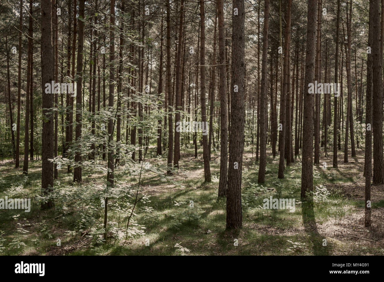 La luce del sole e del disco ombre nella foresta con coniferes e un sacco di giovani alberi. Foto Stock