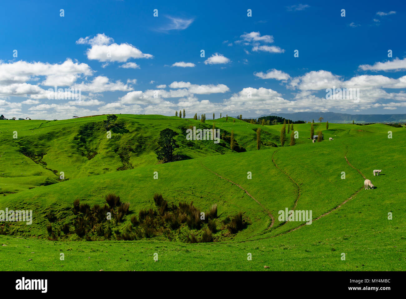Pecora su una verde collina con cielo blu, vista di South Island, in Nuova Zelanda Foto Stock