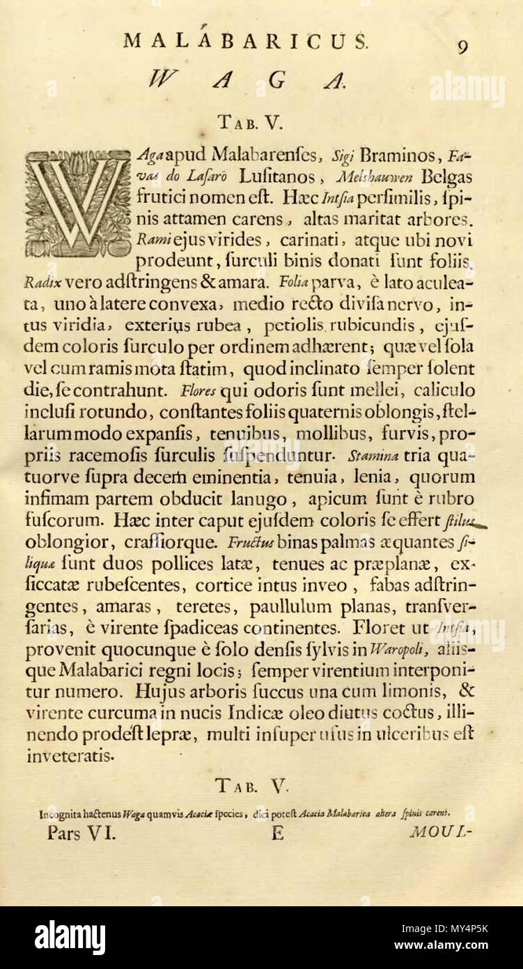 . Inglese: descrizione di Albizia odoratissima da "Hortus Indicus Malabaricus' . prima di 1819. Reede tot Drakestein, Hendrik van,1637?-1691. Almeloveen, Theodoor Jansson ab,1657-1712. Braccio, Henrik & Dirk. Casearius, Johannes,ca. 1642-1677. Commelin, Johannes,1629-1692. Dyck, Jan van. Munniks, Johannes,1652-1711. Poot, Abramo van,b. ca. 1617. Someren, Joannes van. Syen, Arnold,1640-1678. 28 Albizia odoratissima00 Foto Stock