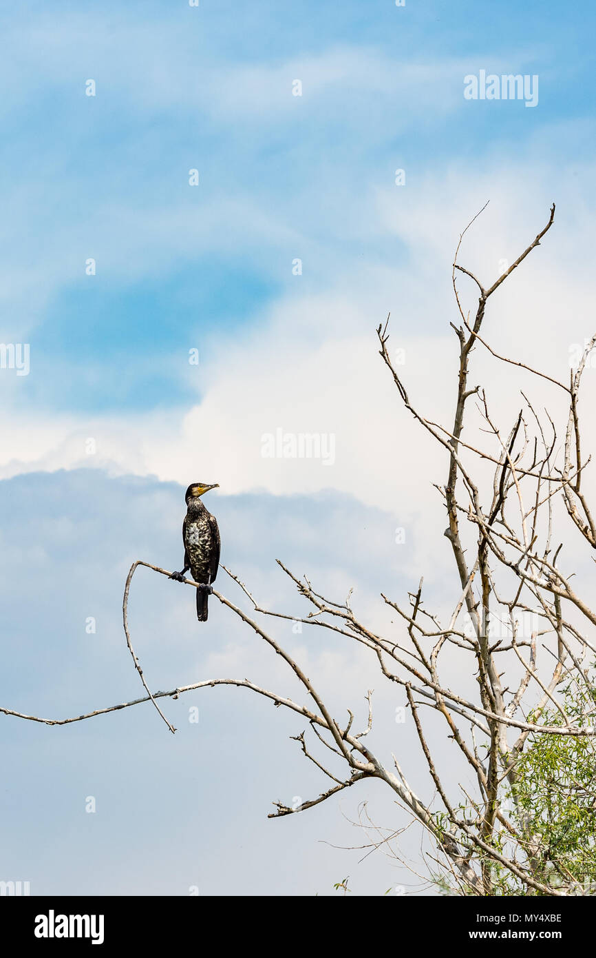 Cormorano permanente morto sul ramo di albero in primavera le acque del lago di Kerkini, nel nord della Grecia. Ritratto di close-up di uccello, guardando a destra Foto Stock