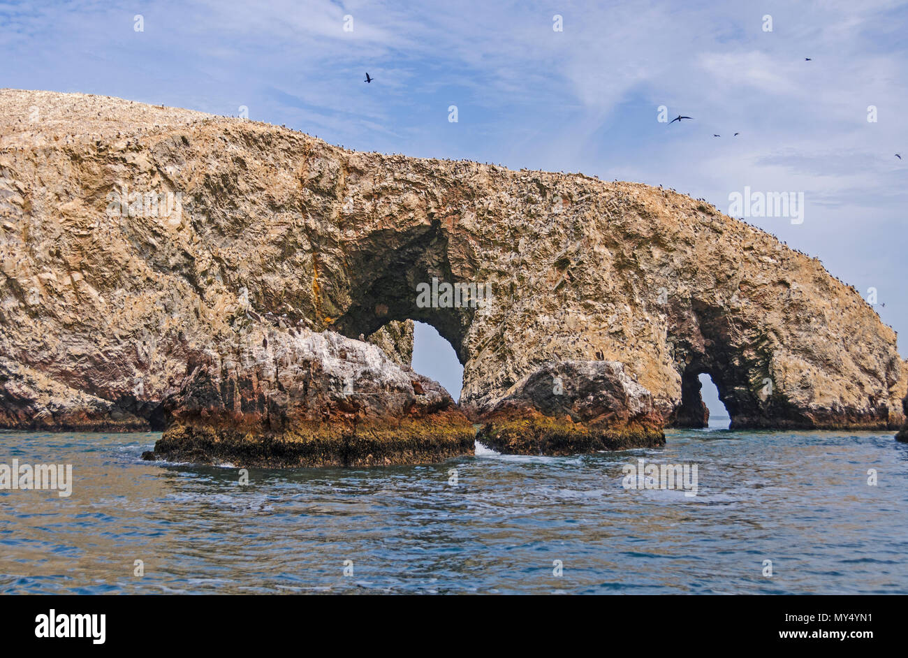 La nidificazione degli uccelli sulle Isole Ballestas in Perù Foto Stock