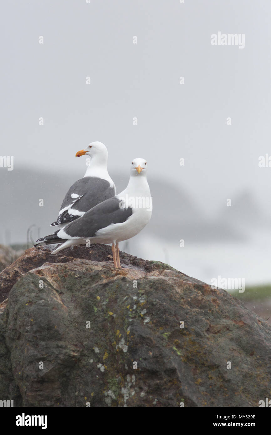 Una coppia di adulti riproduttori di gabbiano occidentale in piedi su una roccia Foto Stock