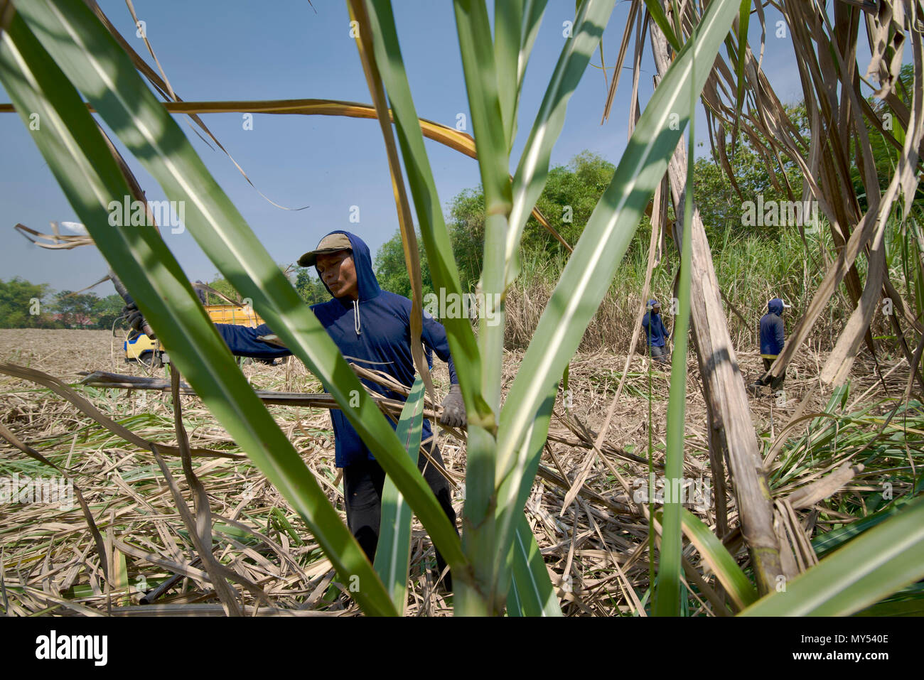 Un lavoratore a contratto la raccolta di canna da zucchero in Java centrale, Indonesia. Foto Stock