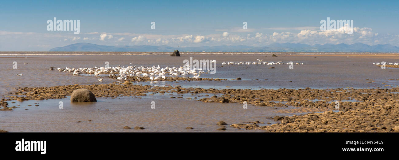 Gabbiani feed in pozze di marea sulla sabbia e fango di Blackpool Beach in un giorno di estate, con montagne di Cumbria il Lake District in distanza. Foto Stock