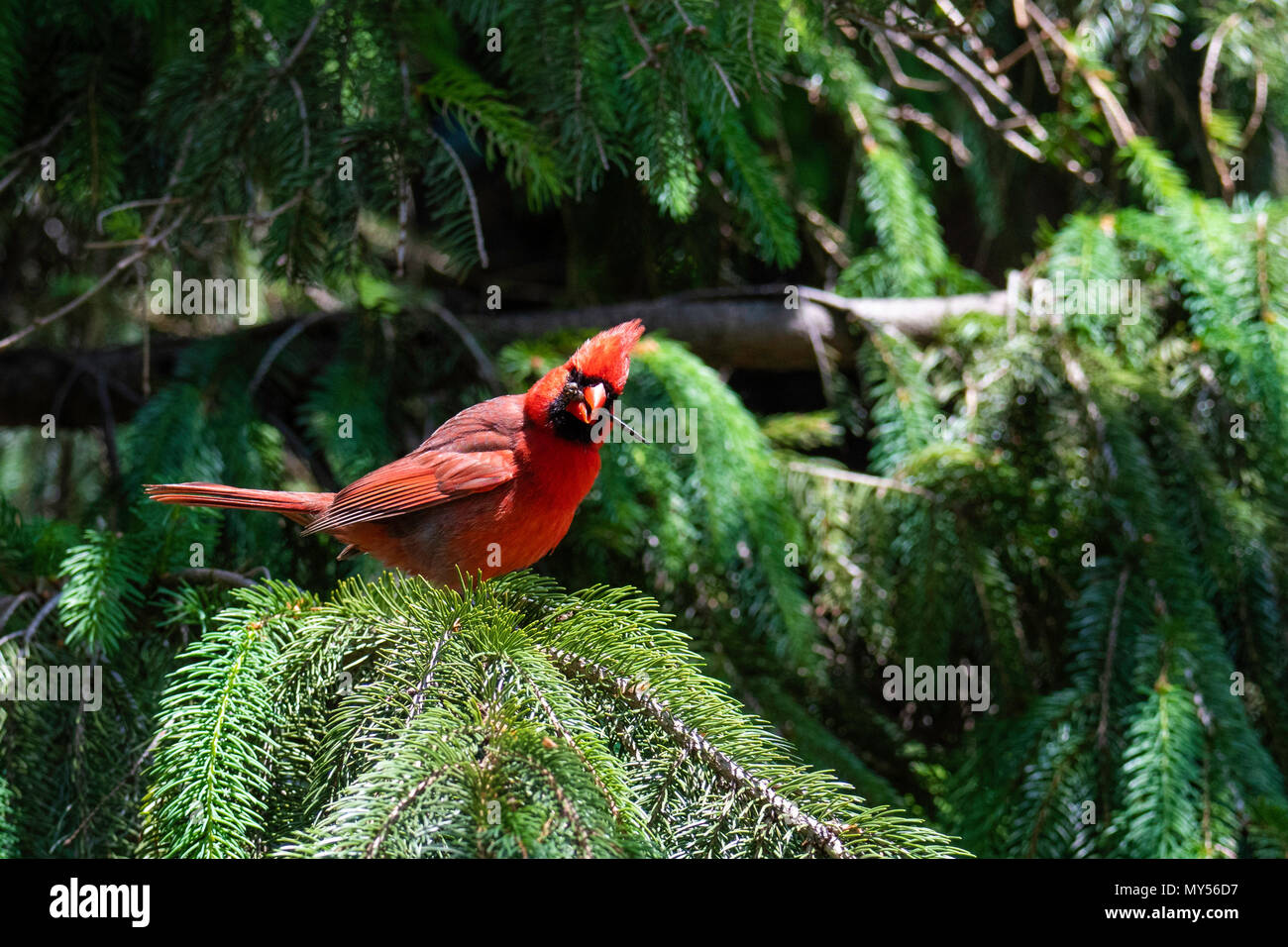 Il Cardinale di mangiare una libellula Foto Stock