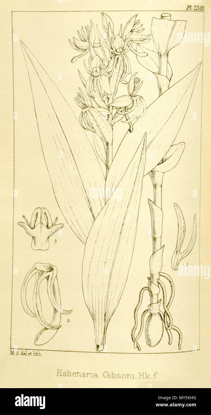. Illustrazione di Habenaria foliosa (come syn. Habenaria gibsonii, scritto da Hookert come Habenaria gibsoni) . 1894. M. S. (probabilmente Matilda Smith, 1854-1926) del. et lith. Descrizione da J. D. H. (Joseph Dalton Hooker, 1817-1911) 227 Habenaria foliosa (come Habenaria gibsonii, scritto Habenaria gibsoni) - Hooker's Icones Plantarum vol. 24 pl. 2319 (1896) Foto Stock