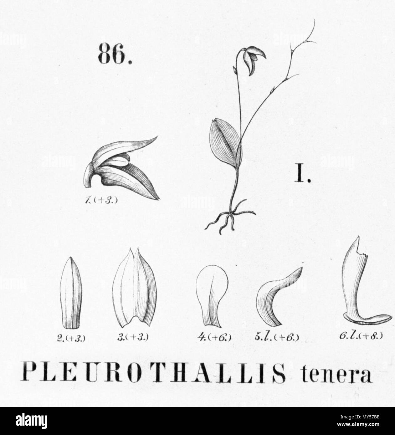 . Illustrazione di Pleurothallis tenera . 1896. Alfred Cogniaux (1841 - 1916) 427 Pleurothallis tenera - intaglio dalla flora Brasiliensis 3-4-86 fig i Foto Stock