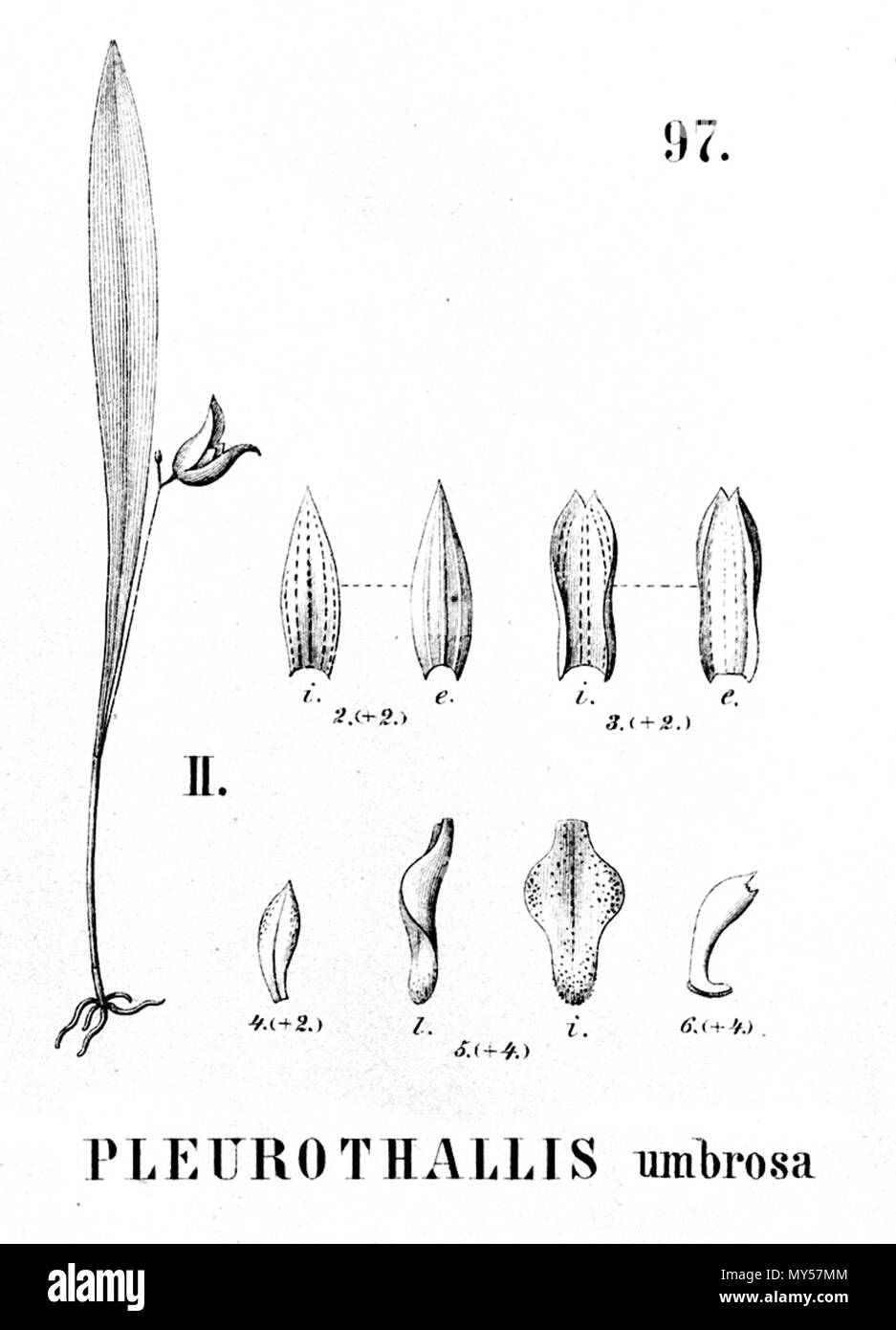 . Illustrazione di Specklinia uniflora (come syn. Pleurothallis umbrosa) . 1896. Alfred Cogniaux (1841 - 1916) 497 Specklinia uniflora (come Pleurothallis umbrosa) - intaglio dalla flora Brasiliensis 3-4-97 figura II Foto Stock