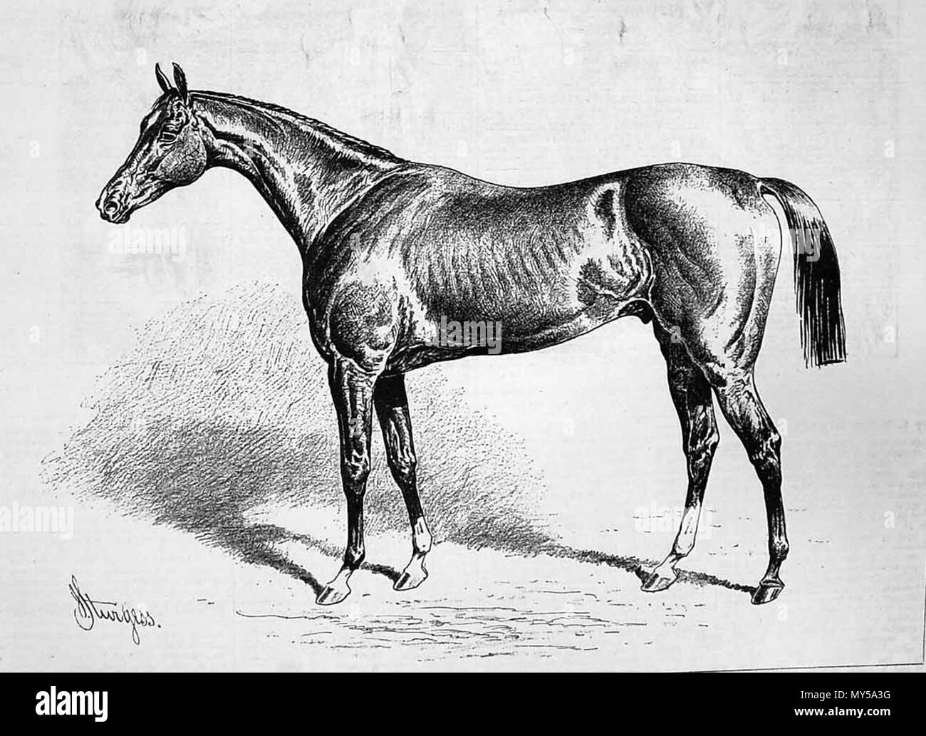 . Inglese: Incisione delle corse ippiche francesi Chamant da Illustrated London News, maggio 1877. Dopo la verniciatura da John Sturgess (d. 1903). Autore morto per 109 anni. Il 14 gennaio 2011, 11:08:44. John Sturgess (d. 1903) 104 Chamant (cavallo) Foto Stock