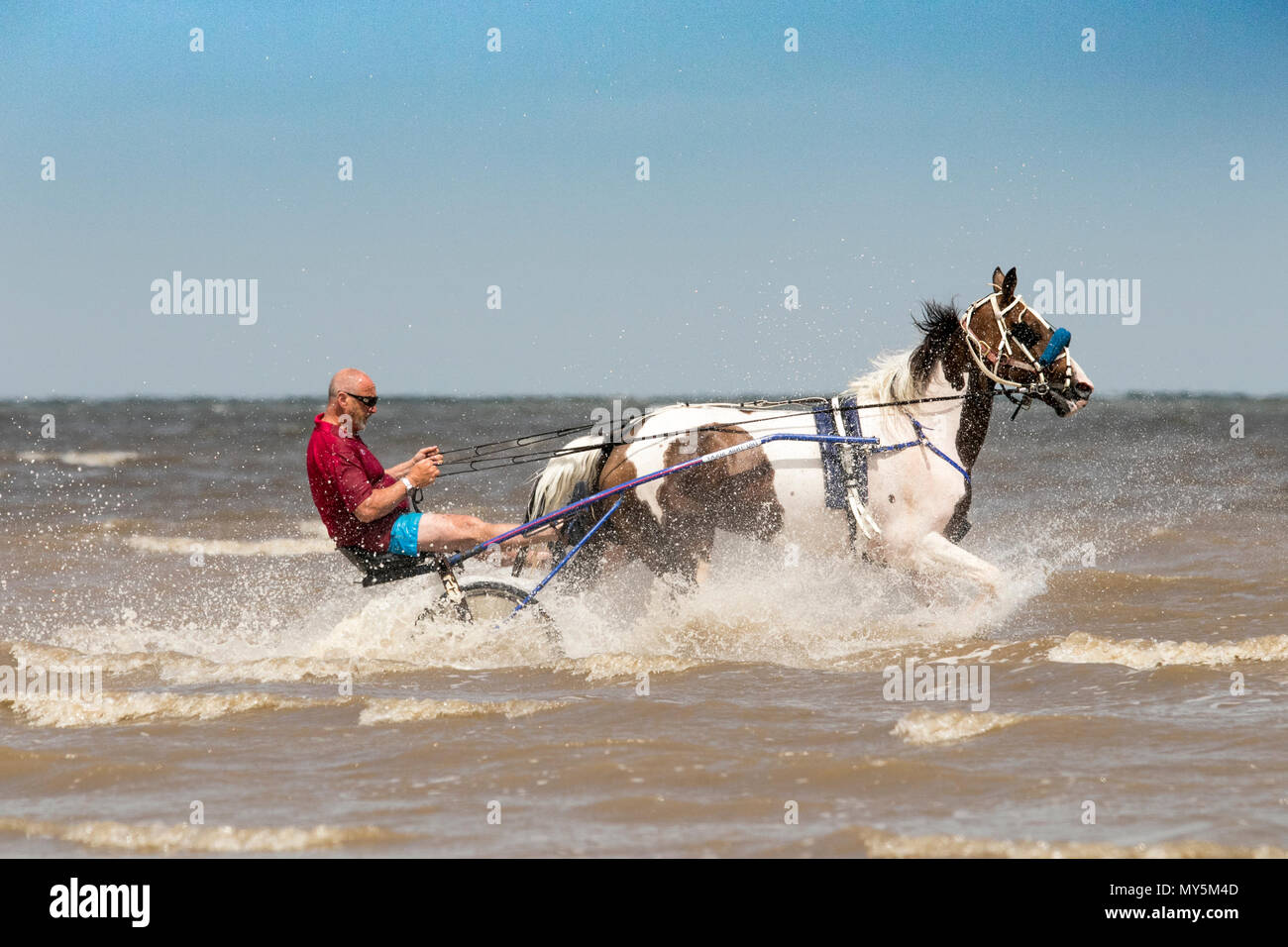 Sulky Carrello Rider sulla spiaggia di Southport, Merseyside. Il 6 giugno 2018. Bernard Perry [mr] è trainato nel suo carrello jockey o sulky dal suo amato 6 anno vecchio mare 'Trigger' lungo il litorale della marea sulla spiaggia di Southport nel Merseyside. Un sulky è un carrello leggero avente due ruote e un sedile per il conducente e viene generalmente utilizzato per il cablaggio racing. Credito: Cernan Elias/Alamy Live News Foto Stock