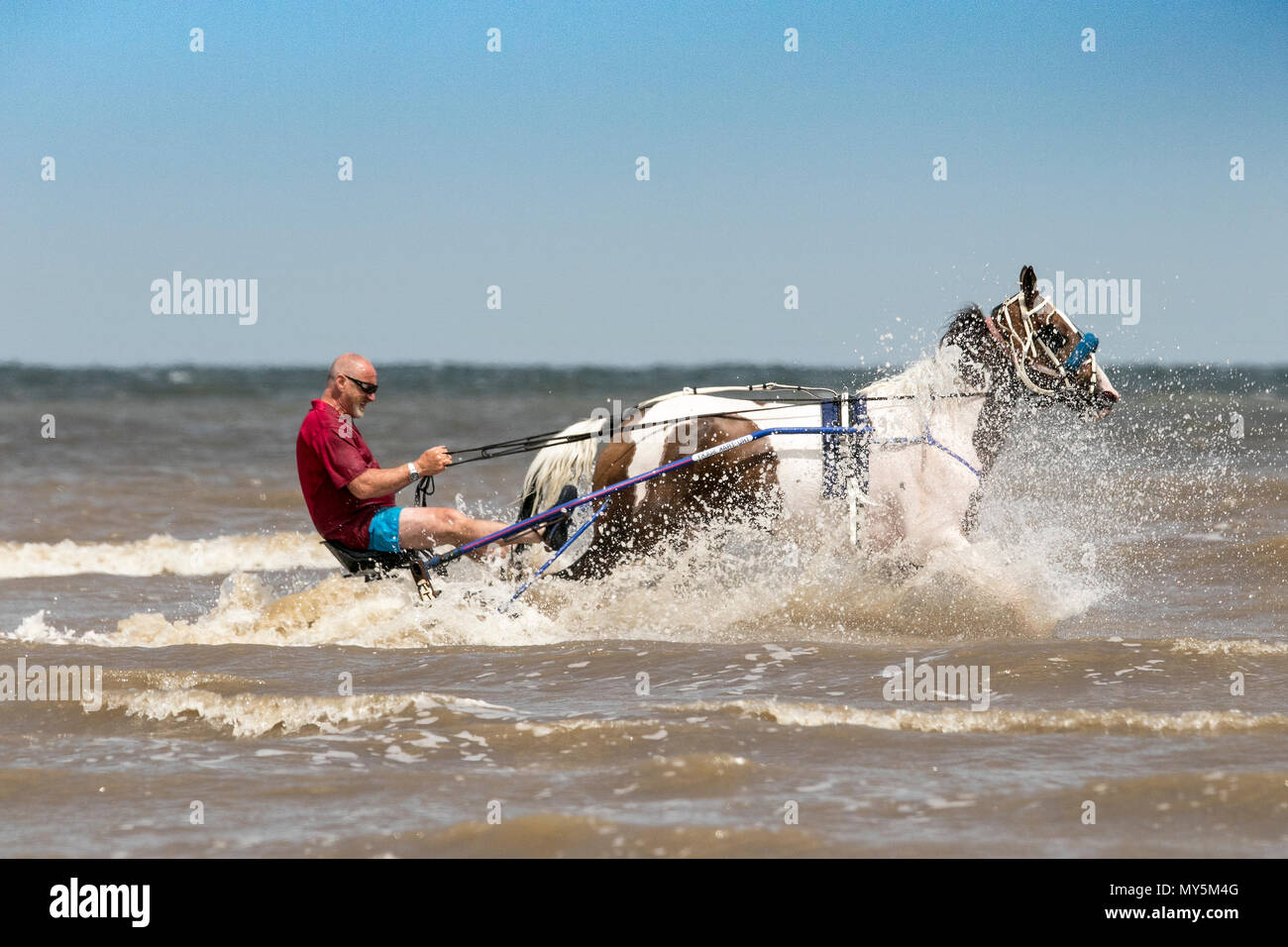 Sulky Carrello Rider sulla spiaggia di Southport, Merseyside. Il 6 giugno 2018. Bernard Perry [mr] è trainato nel suo carrello jockey o sulky dal suo amato 6 anno vecchio mare 'Trigger' lungo il litorale della marea sulla spiaggia di Southport nel Merseyside. Un sulky è un carrello leggero avente due ruote e un sedile per il conducente e viene generalmente utilizzato per il cablaggio racing. Credito: Cernan Elias/Alamy Live News Foto Stock